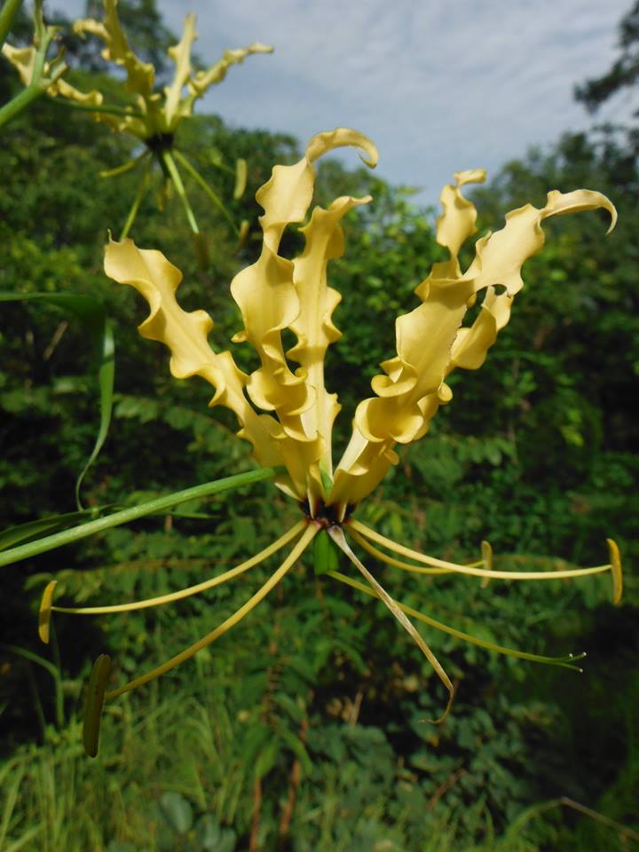 Gloriosa superba Gloriosa superba