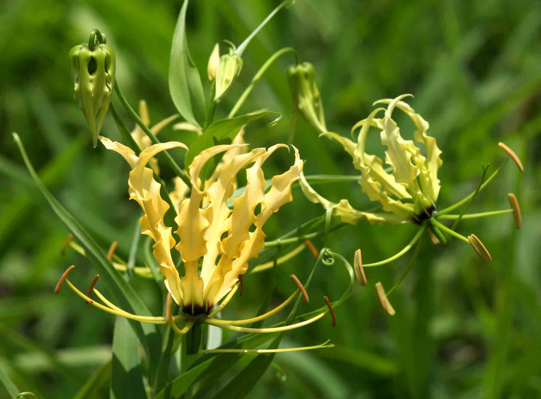Gloriosa superba