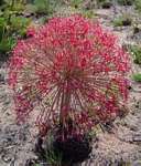 Boophone disticha