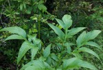 Tacca leontopetaloides