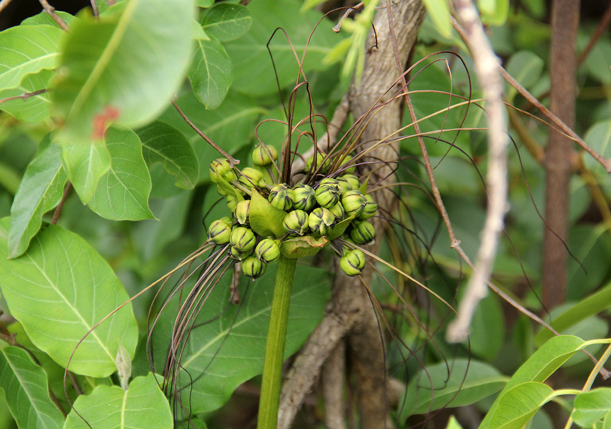 Tacca leontopetaloides Tacca leontopetaloides