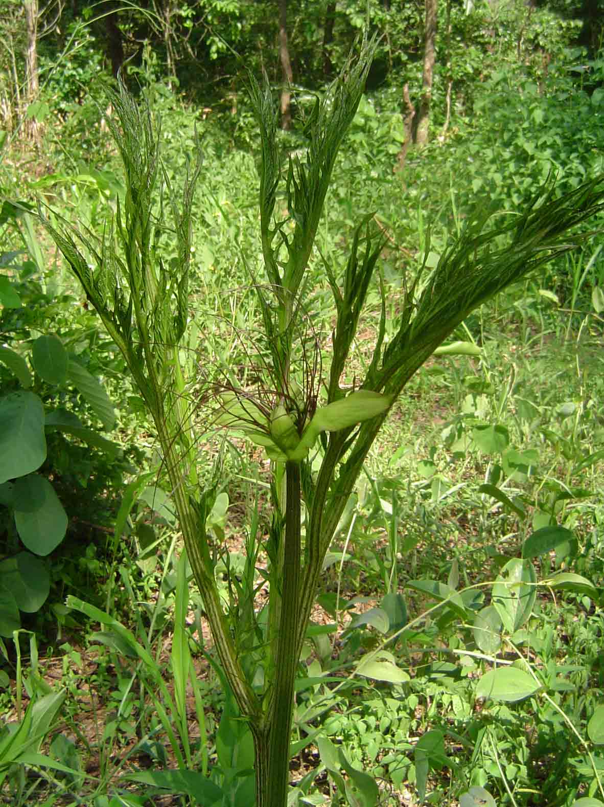 Tacca leontopetaloides Tacca leontopetaloides