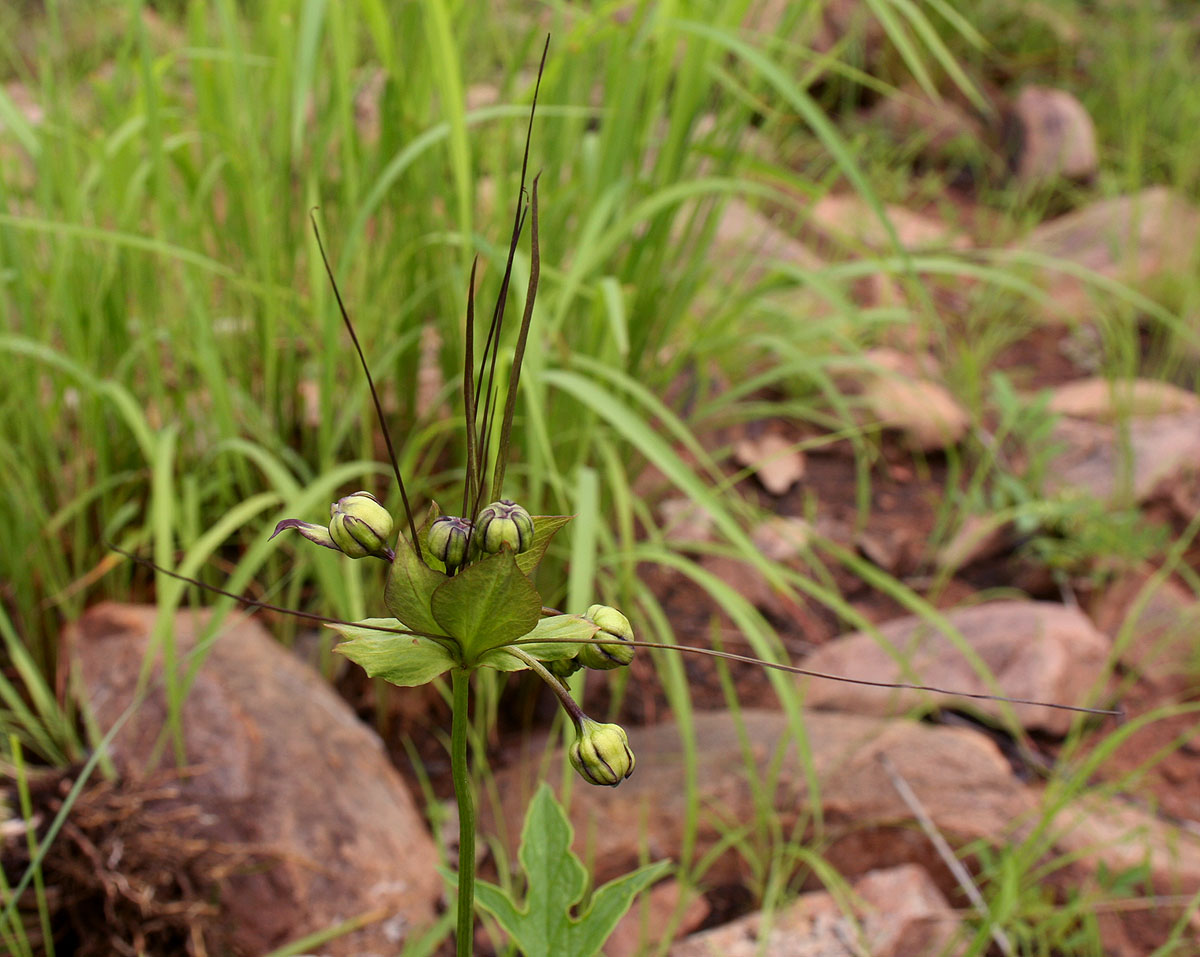 Tacca leontopetaloides Tacca leontopetaloides