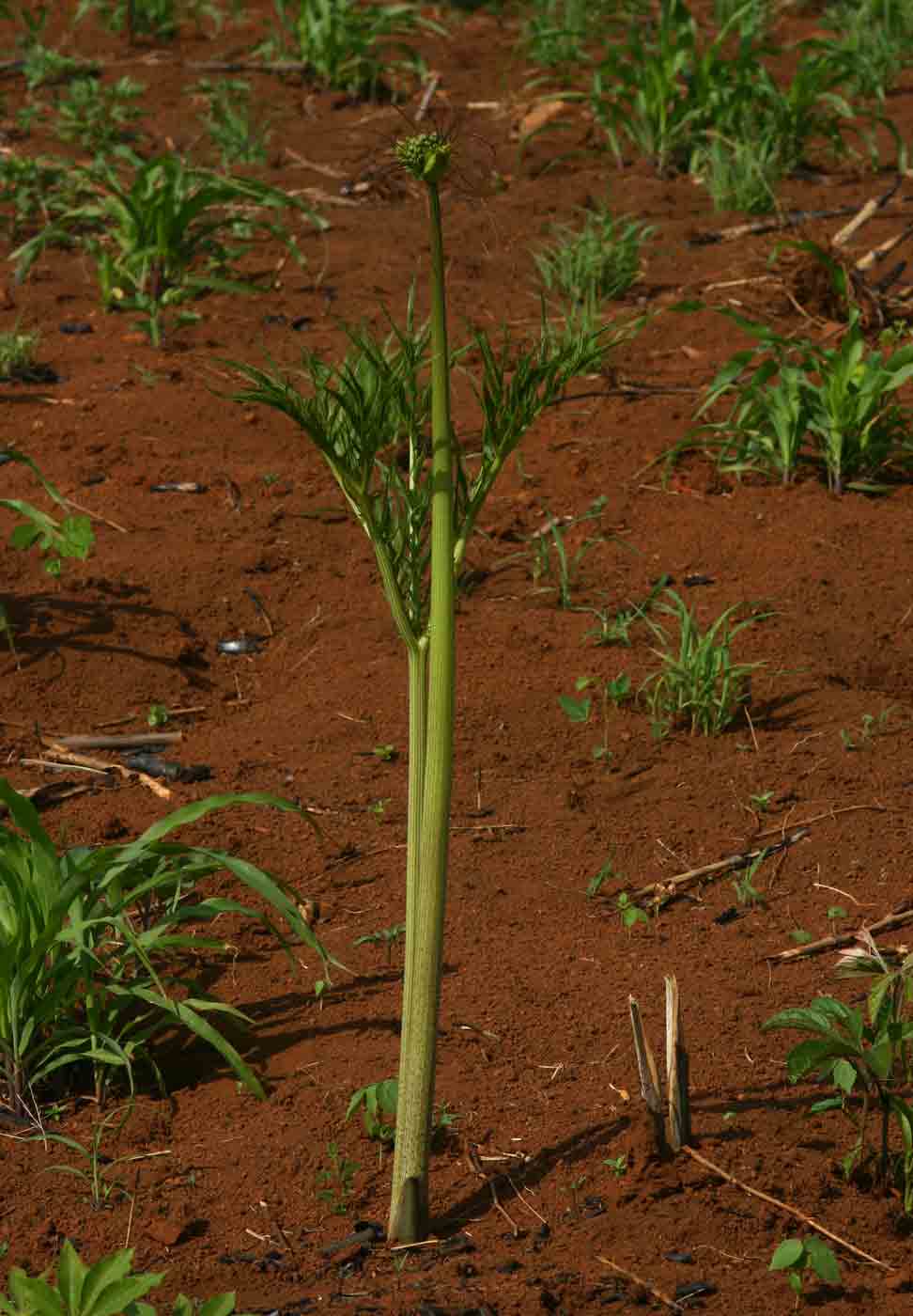Tacca leontopetaloides Tacca leontopetaloides