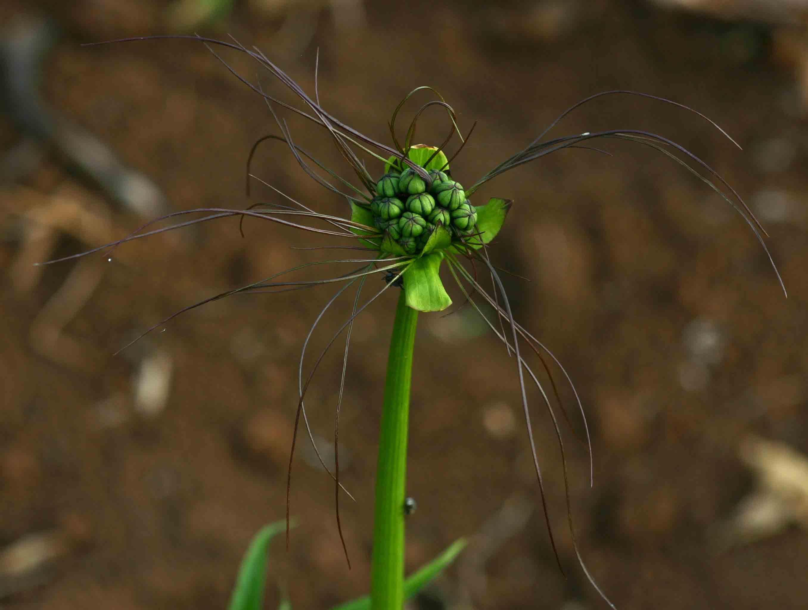 Tacca leontopetaloides Tacca leontopetaloides