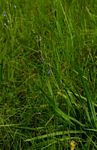 Aristea angolensis