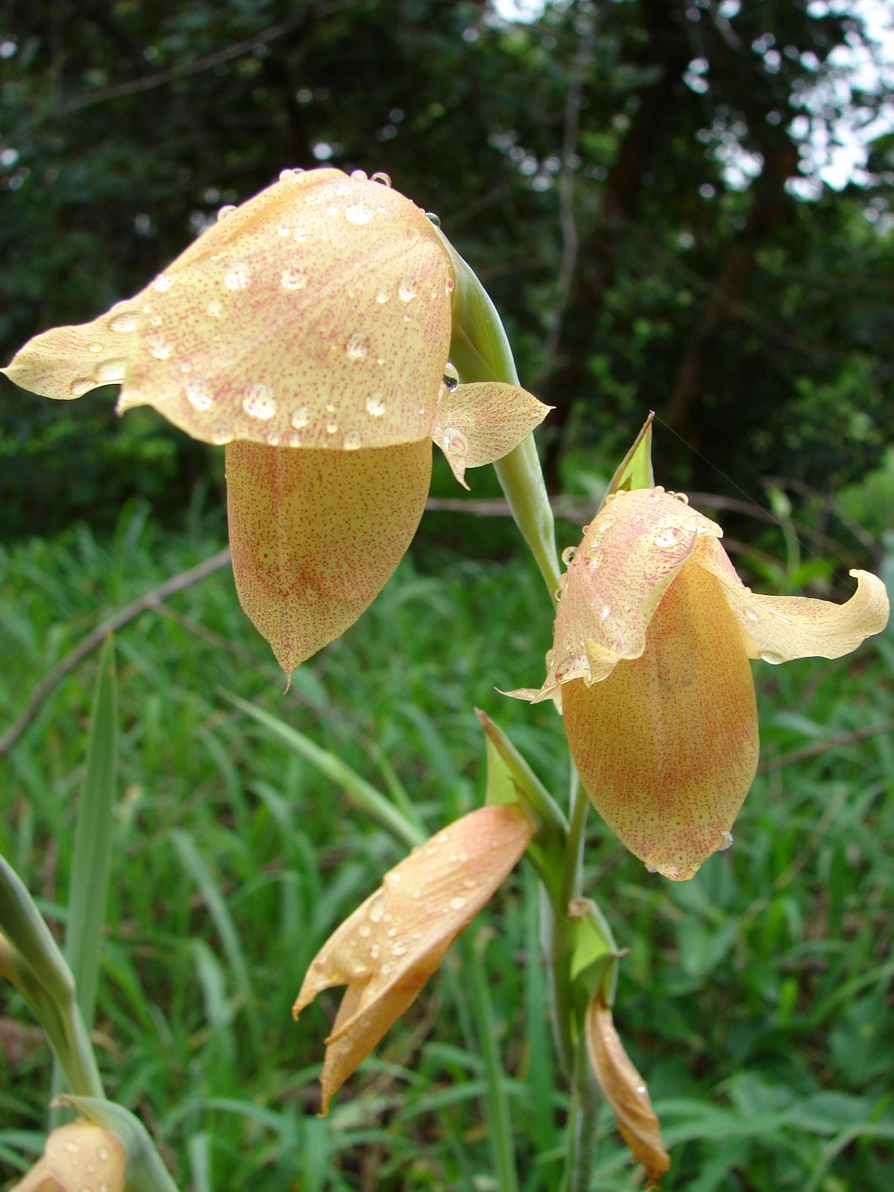 Gladiolus dalenii subsp. dalenii Gladiolus dalenii subsp. dalenii