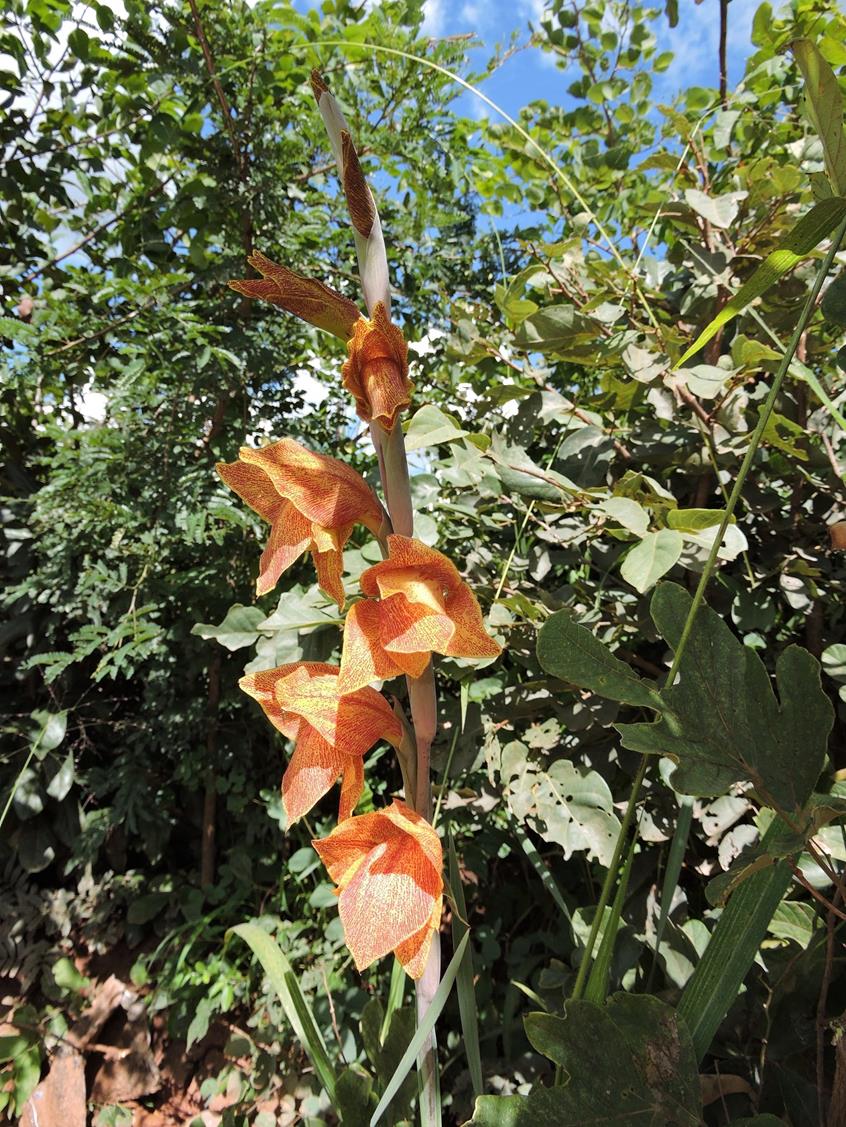 Gladiolus dalenii subsp. dalenii Gladiolus dalenii subsp. dalenii