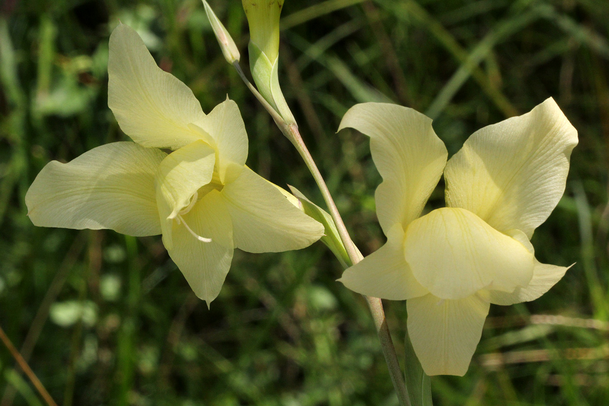 Gladiolus dalenii subsp. dalenii Gladiolus dalenii subsp. dalenii