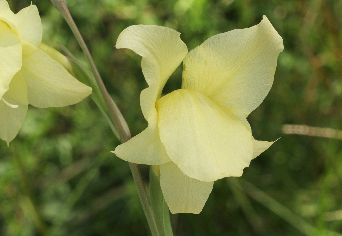 Gladiolus dalenii subsp. dalenii Gladiolus dalenii subsp. dalenii