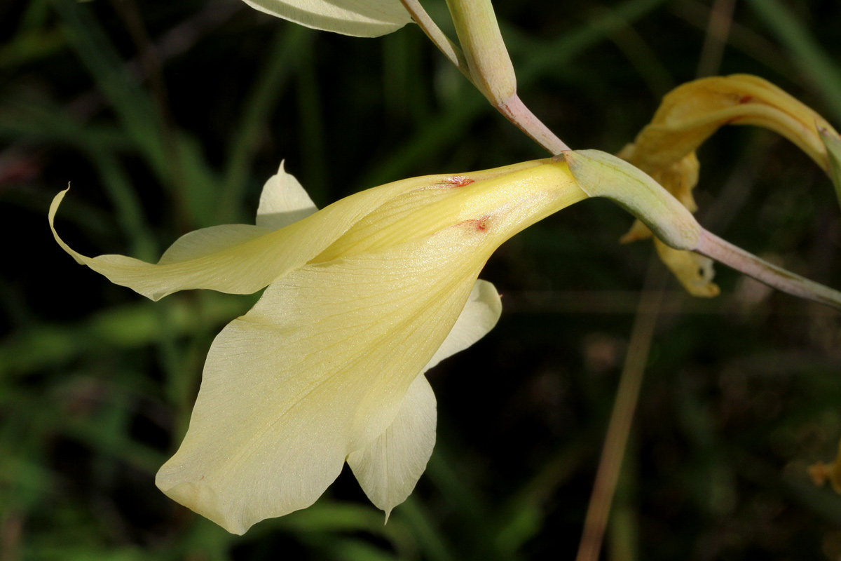 Gladiolus dalenii subsp. dalenii Gladiolus dalenii subsp. dalenii