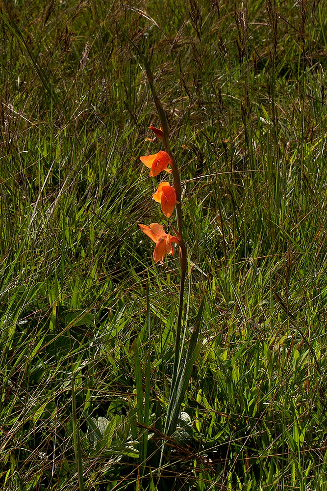 Gladiolus dalenii subsp. dalenii Gladiolus dalenii subsp. dalenii