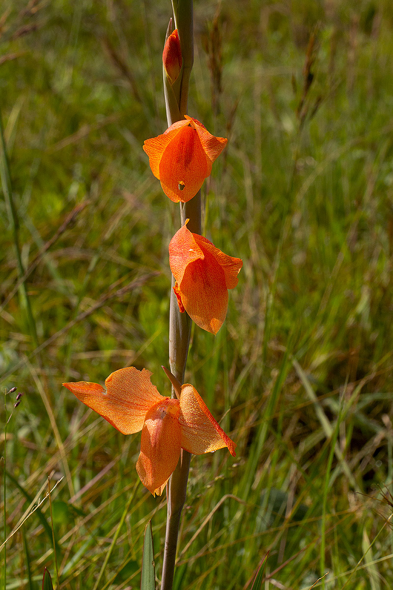 Gladiolus dalenii subsp. dalenii Gladiolus dalenii subsp. dalenii
