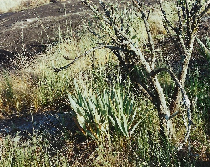 Siphonochilus aethiopicus Siphonochilus aethiopicus