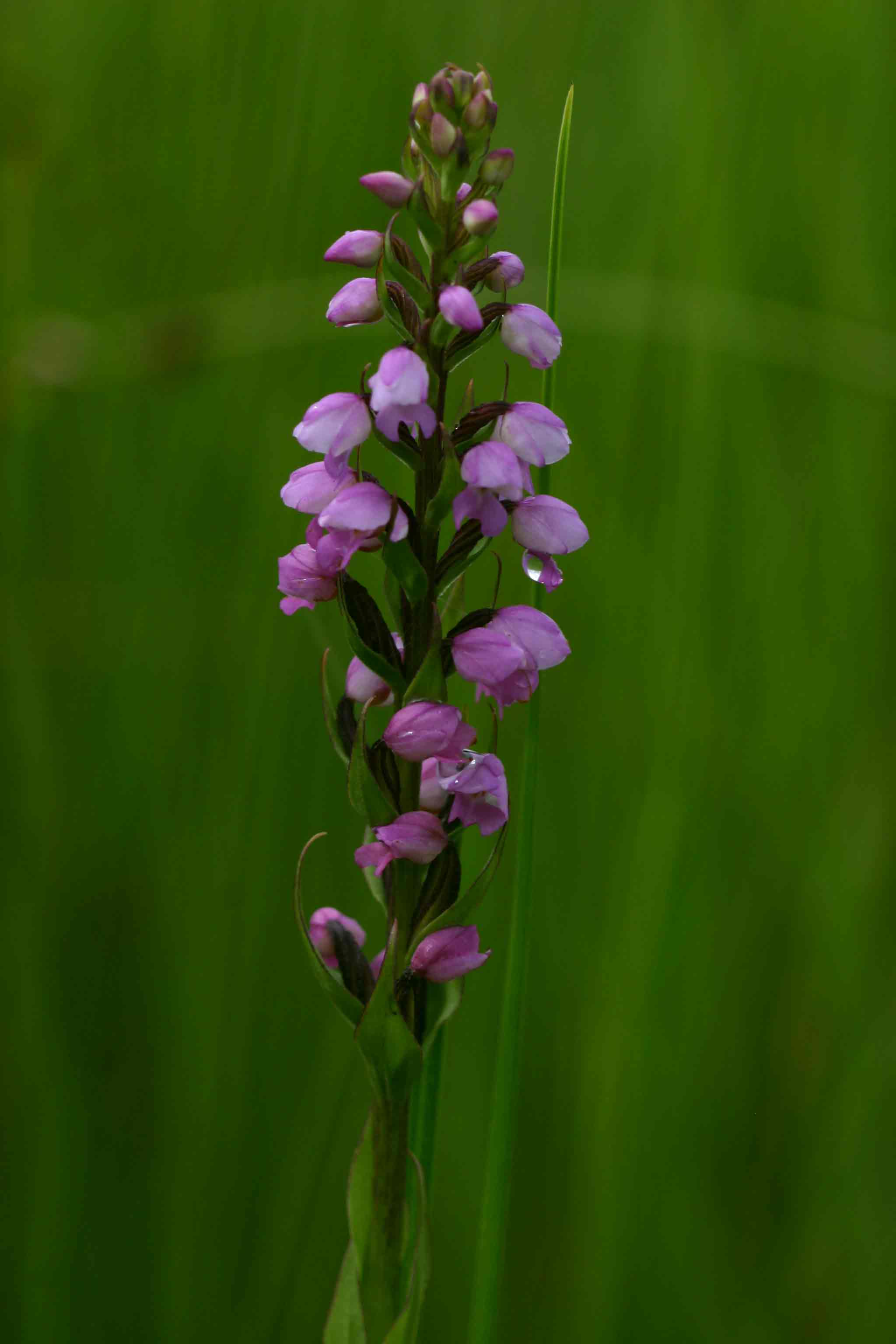 Brachycorythis buchananii Brachycorythis buchananii