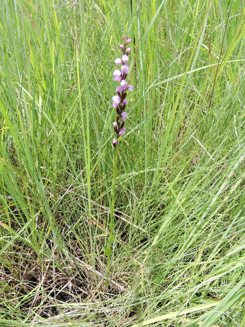 Brachycorythis buchananii Brachycorythis buchananii