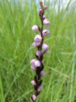 Brachycorythis buchananii