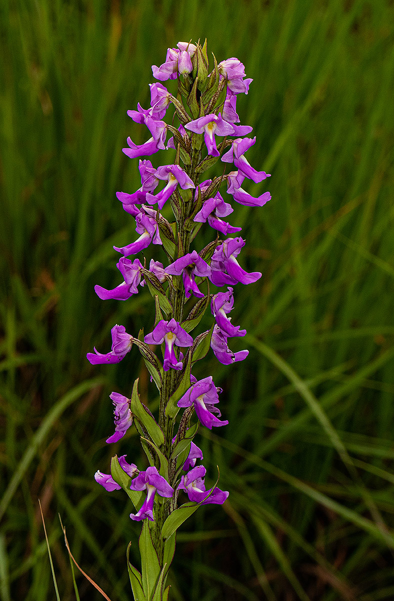 Brachycorythis pleistophylla subsp. pleistophylla Brachycorythis pleistophylla subsp. pleistophylla