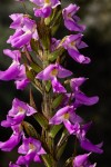 Brachycorythis pleistophylla subsp. pleistophylla