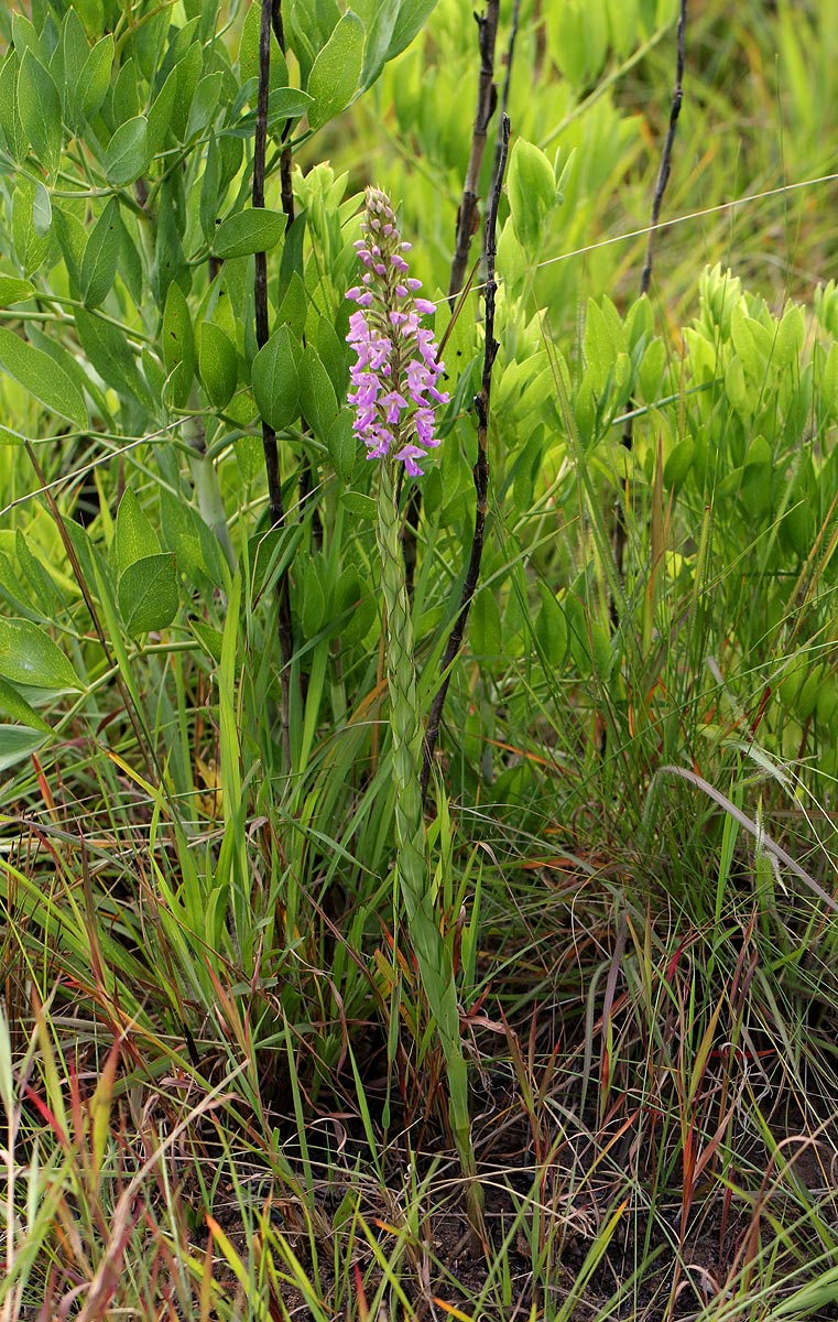 Brachycorythis pleistophylla subsp. pleistophylla Brachycorythis pleistophylla subsp. pleistophylla