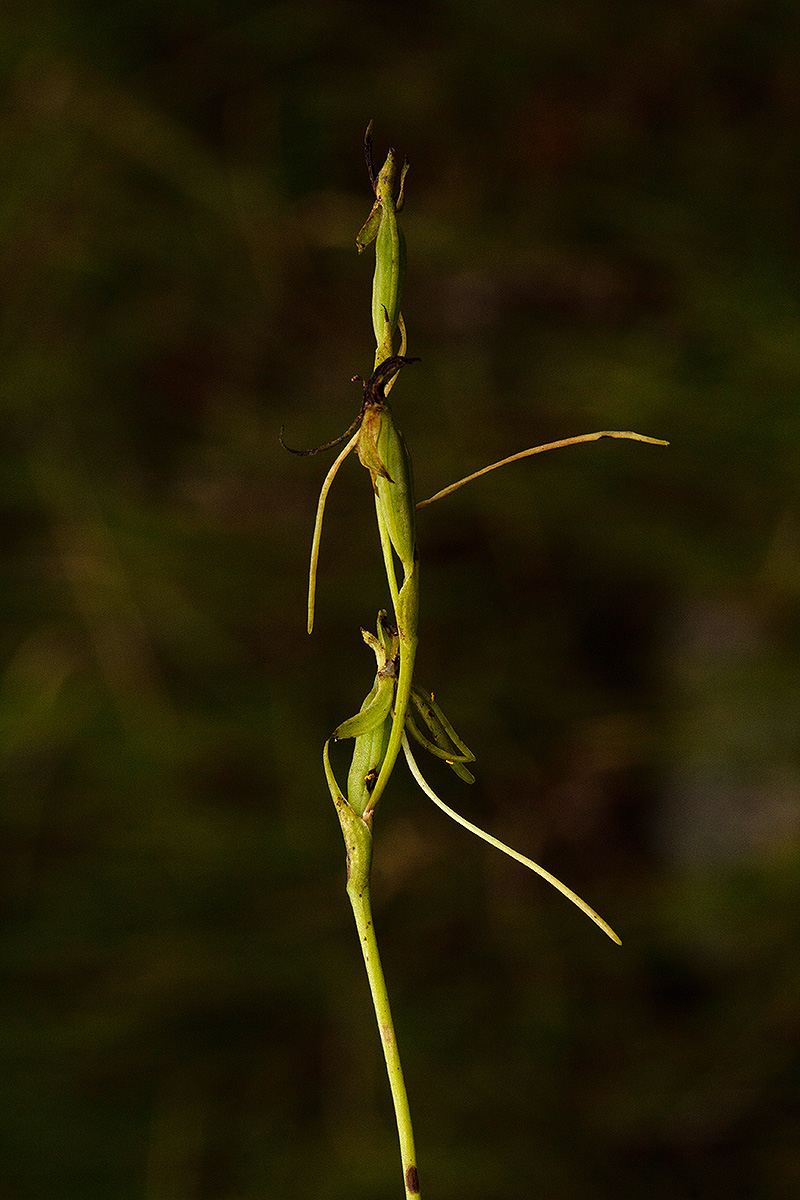Habenaria filicornis Habenaria filicornis