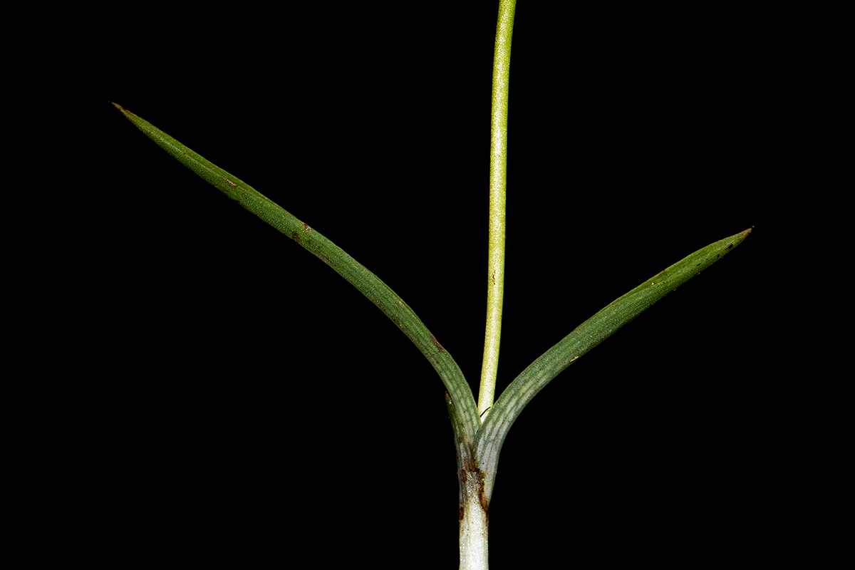 Habenaria filicornis Habenaria filicornis