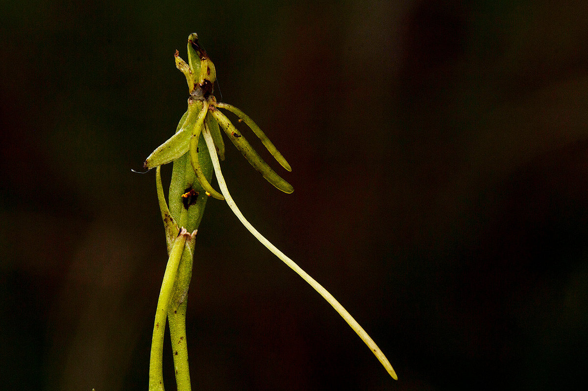 Habenaria filicornis Habenaria filicornis