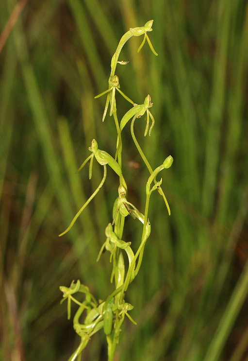Habenaria filicornis Habenaria filicornis