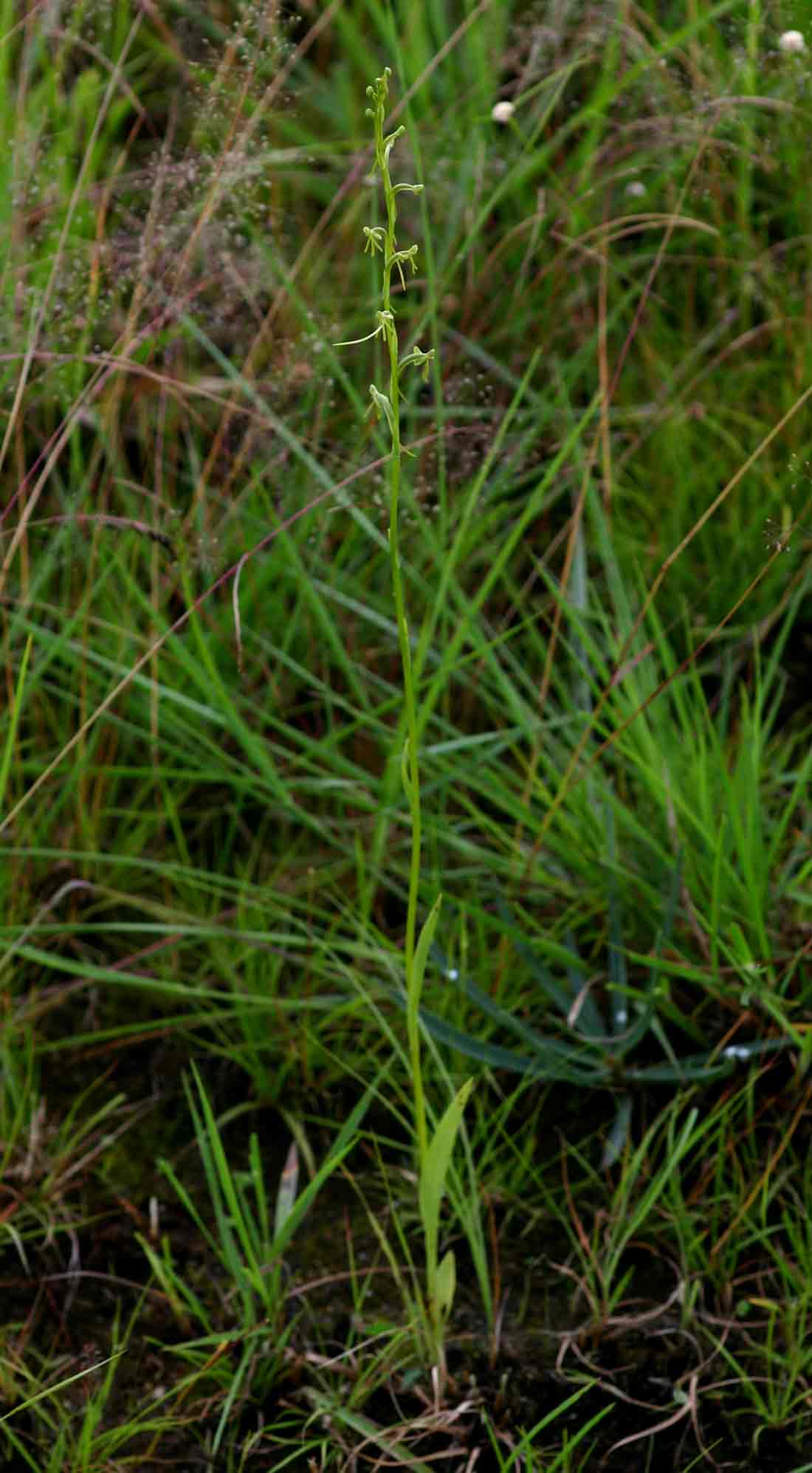 Habenaria filicornis Habenaria filicornis