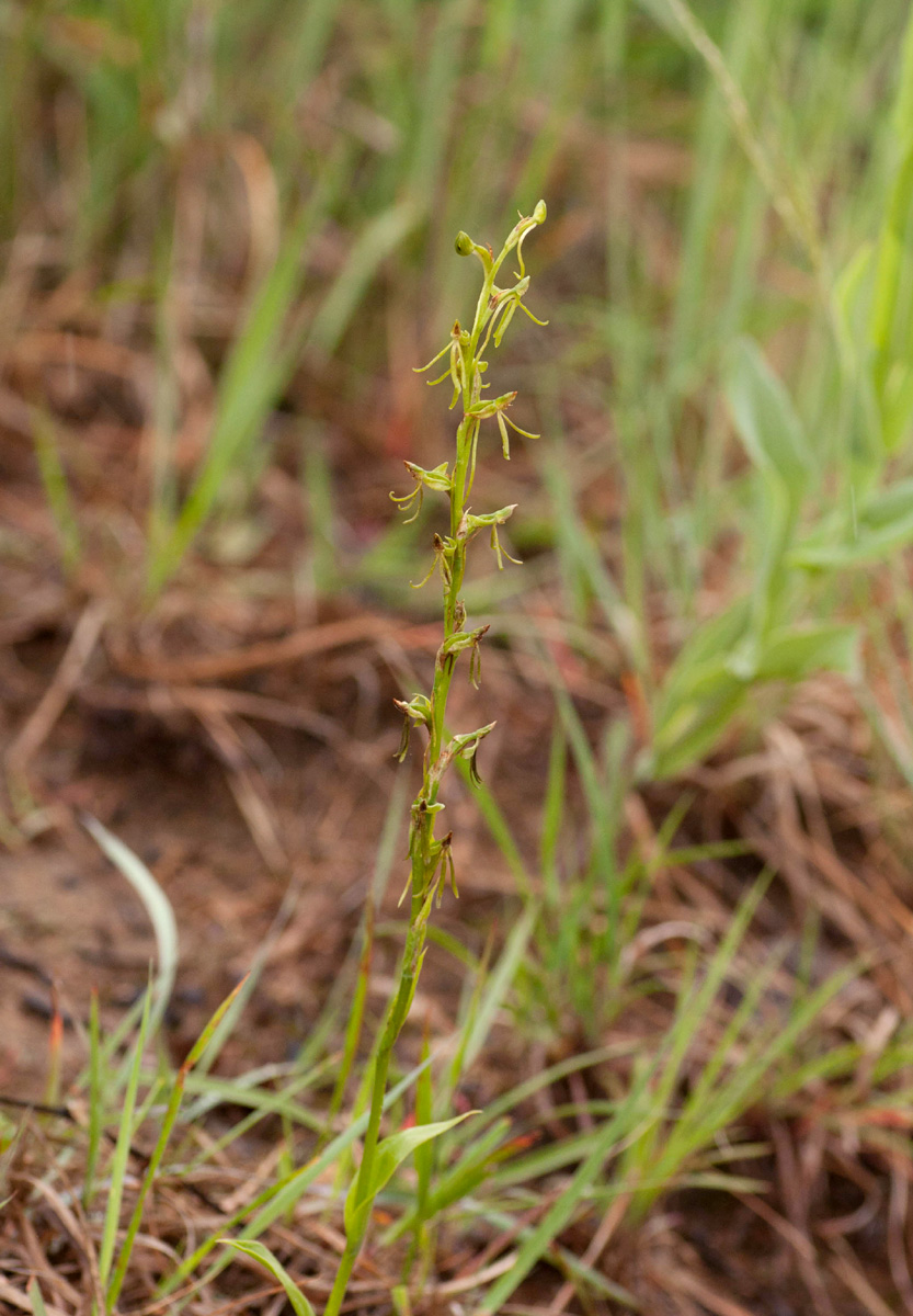 Habenaria filicornis Habenaria filicornis