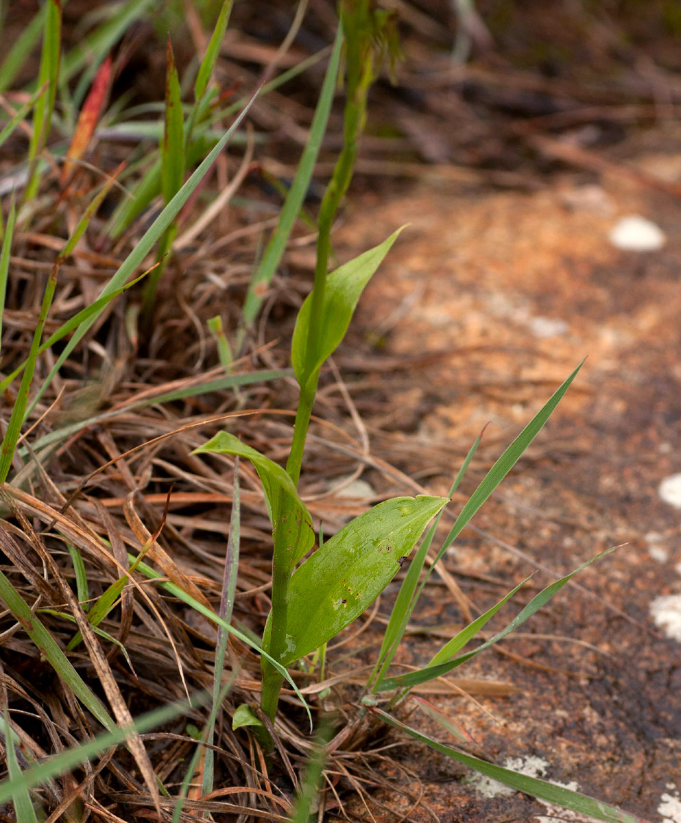 Habenaria filicornis Habenaria filicornis
