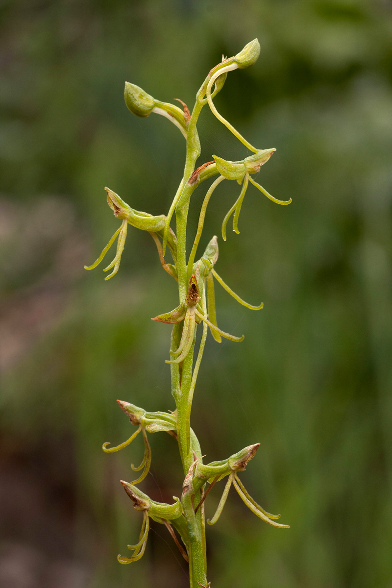 Habenaria filicornis Habenaria filicornis