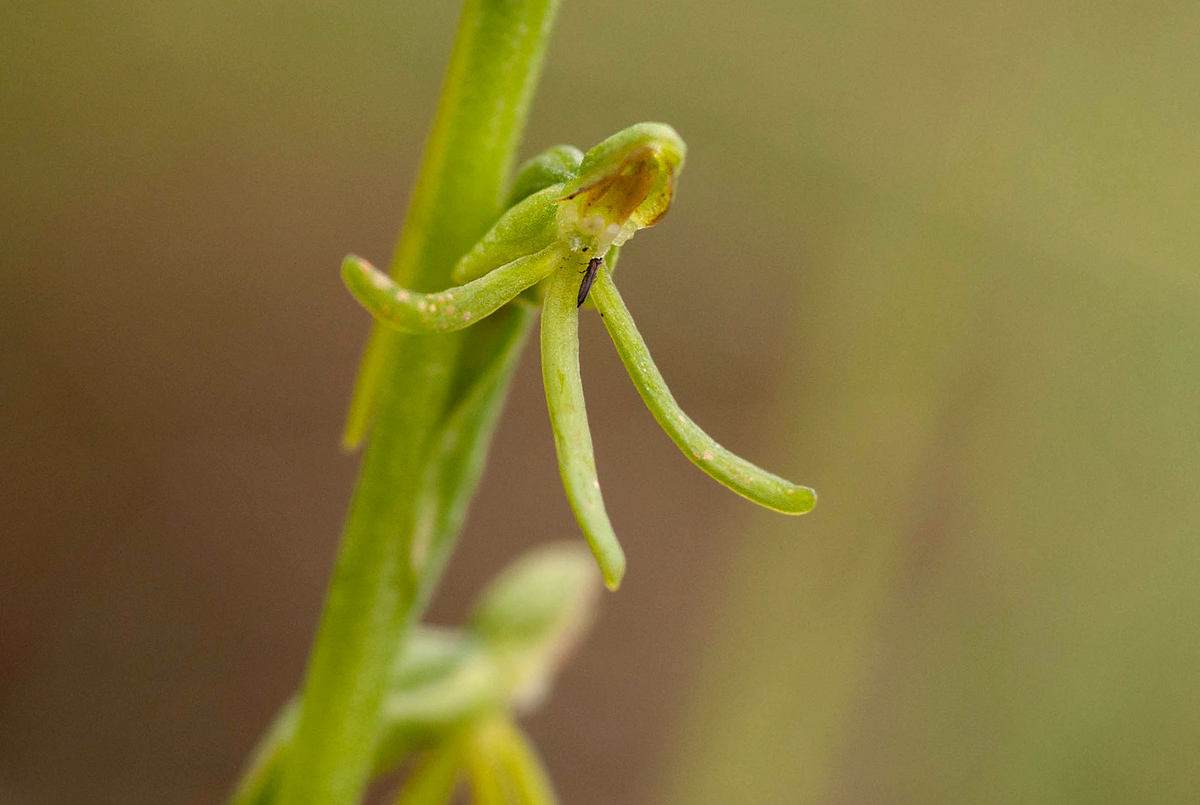 Habenaria filicornis Habenaria filicornis