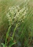 Habenaria holubii