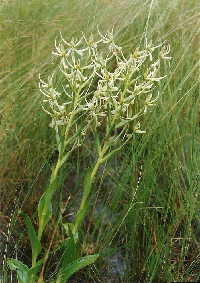 Habenaria holubii Habenaria holubii