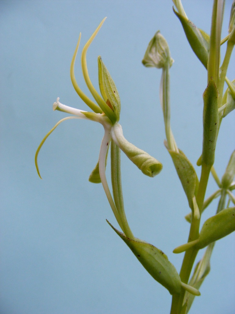Habenaria holubii Habenaria holubii