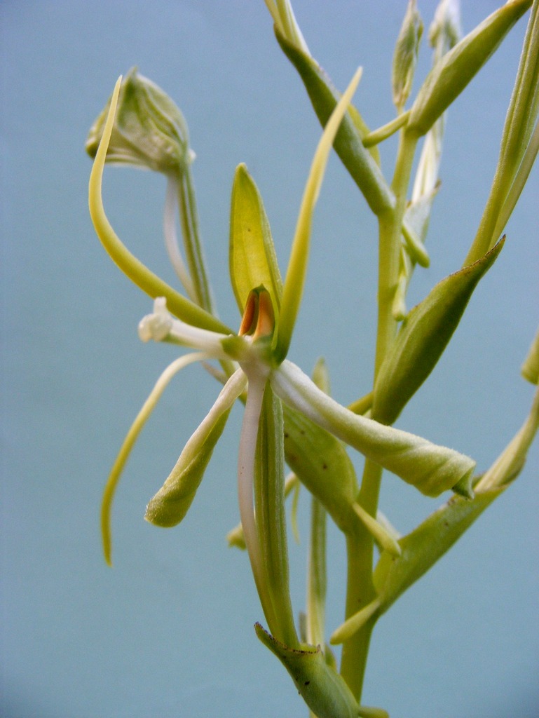 Habenaria holubii Habenaria holubii