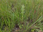 Habenaria lindblomii