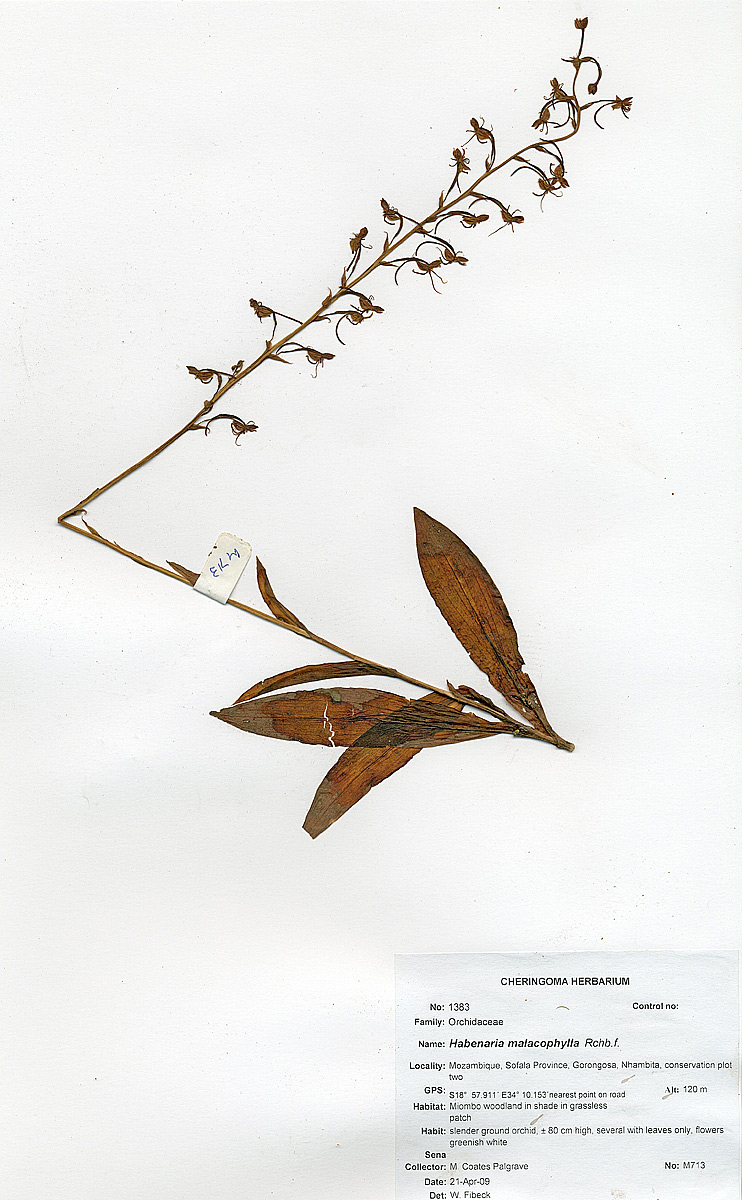 Habenaria malacophylla Habenaria malacophylla