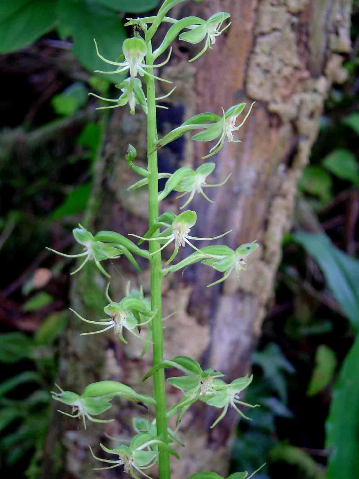 Habenaria malacophylla Habenaria malacophylla