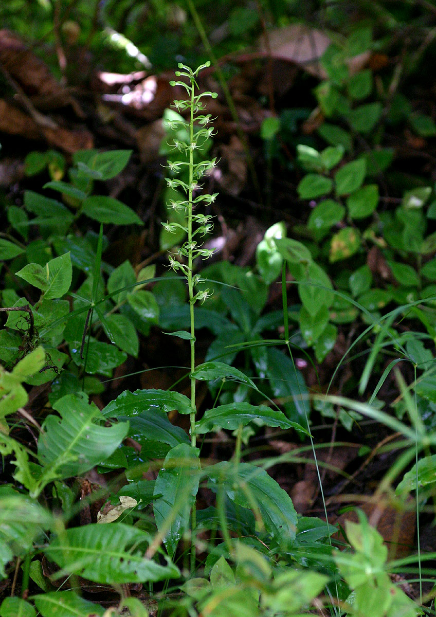 Habenaria malacophylla Habenaria malacophylla