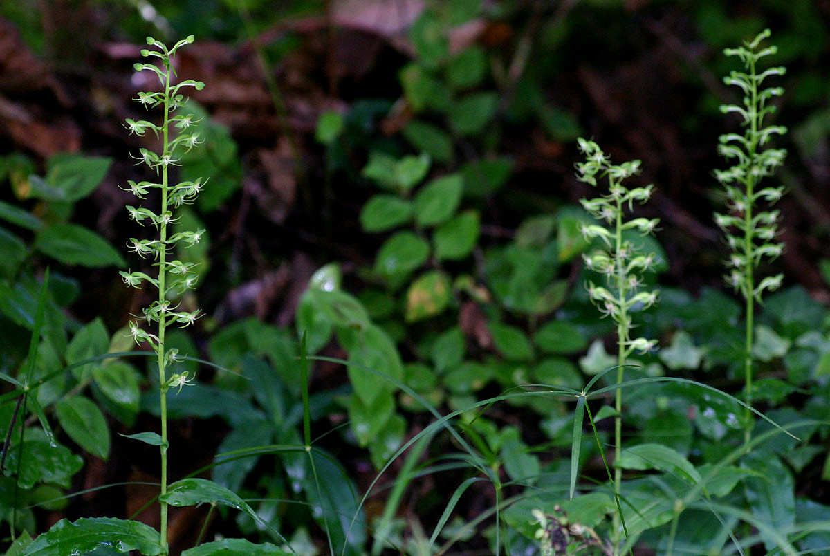 Habenaria malacophylla Habenaria malacophylla