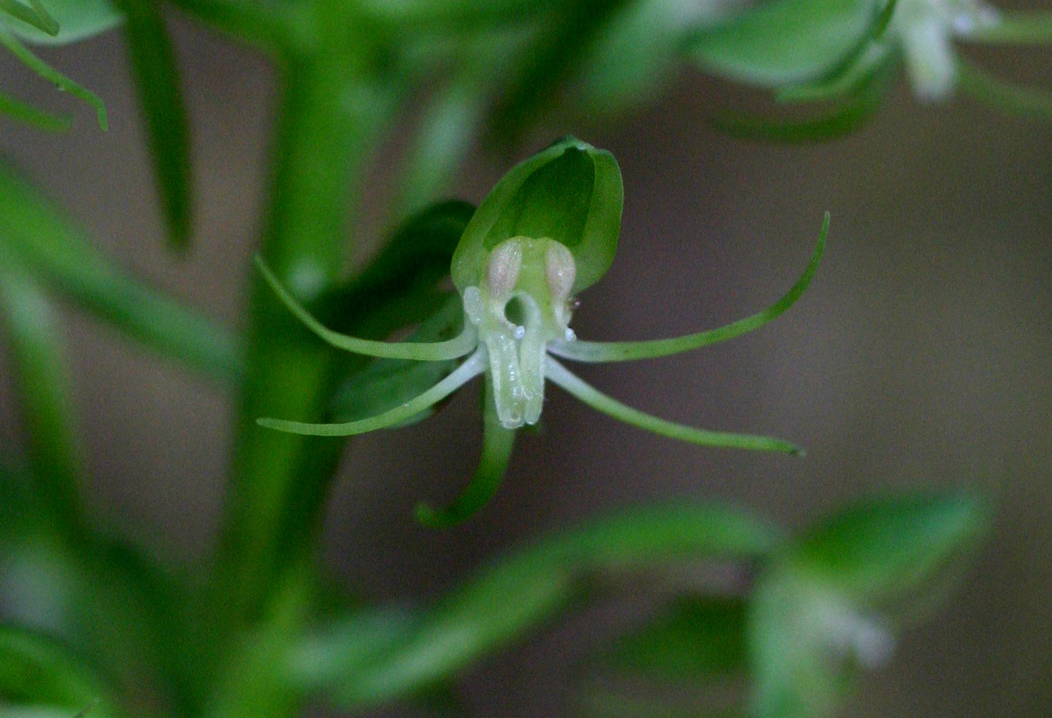Habenaria malacophylla Habenaria malacophylla