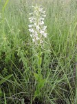 Habenaria zambesina