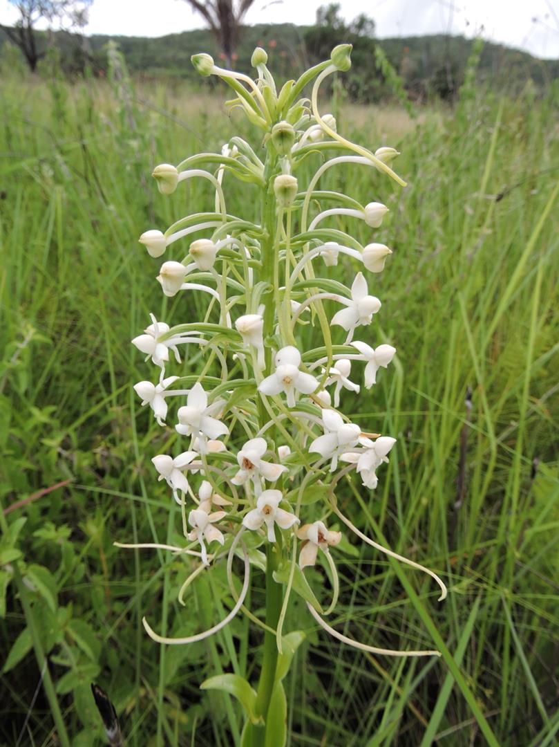Habenaria zambesina Habenaria zambesina