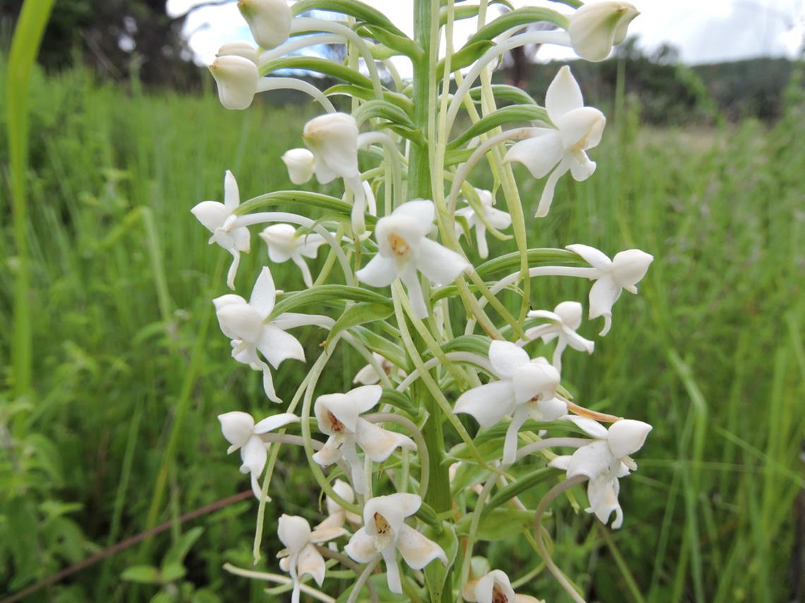 Habenaria zambesina Habenaria zambesina