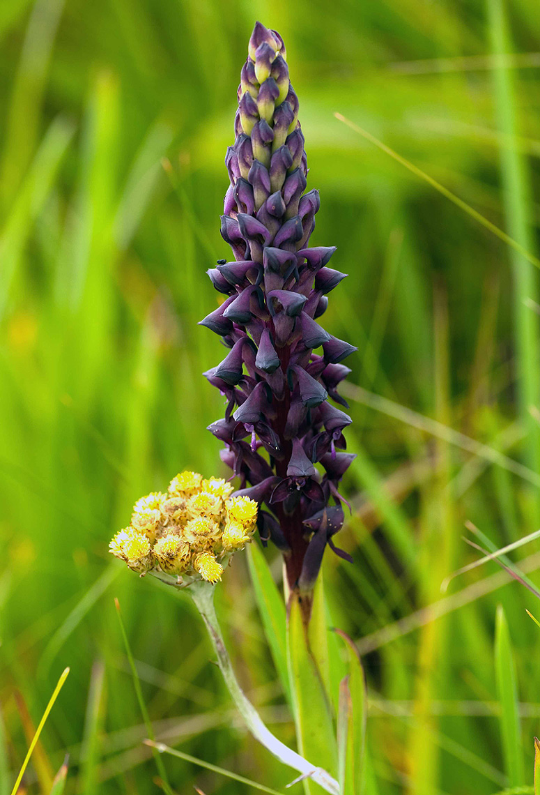 Disa hircicornis Disa hircicornis