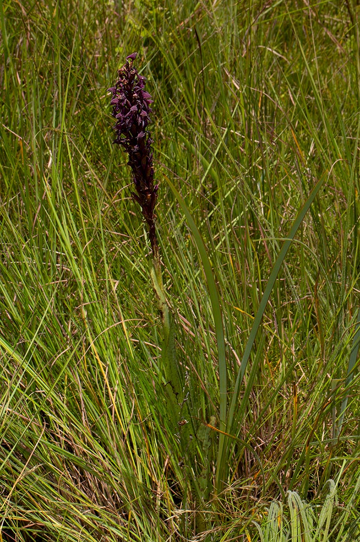 Disa hircicornis Disa hircicornis