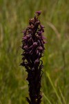 Disa hircicornis