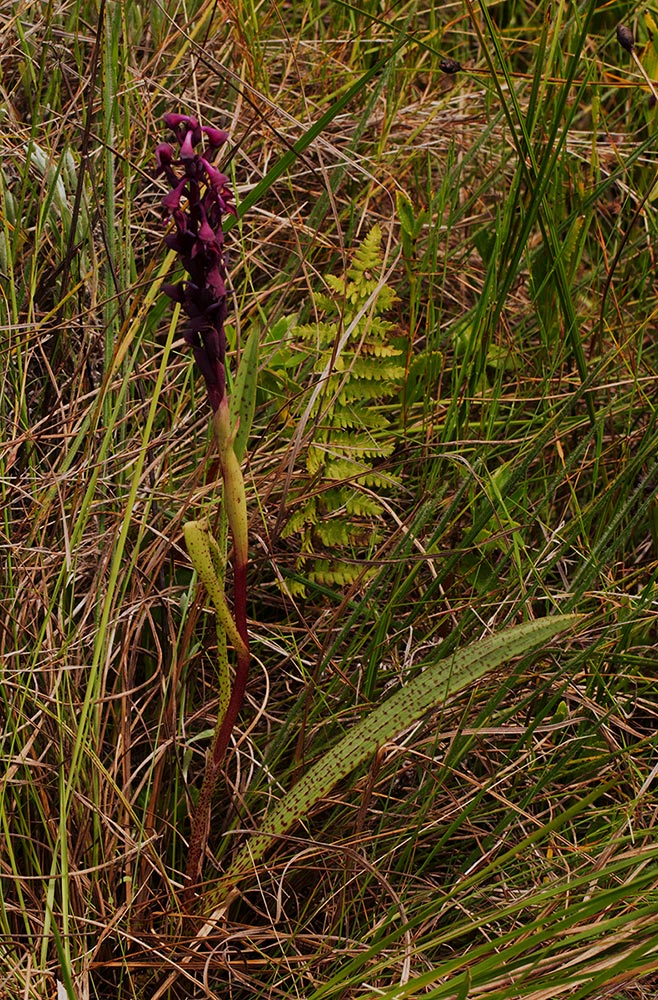 Disa hircicornis Disa hircicornis